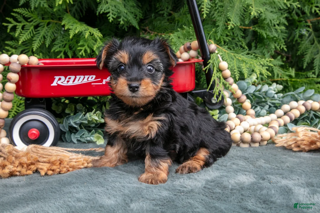Yorkshire Terrier dogs for sale: Petunia - Ad 1