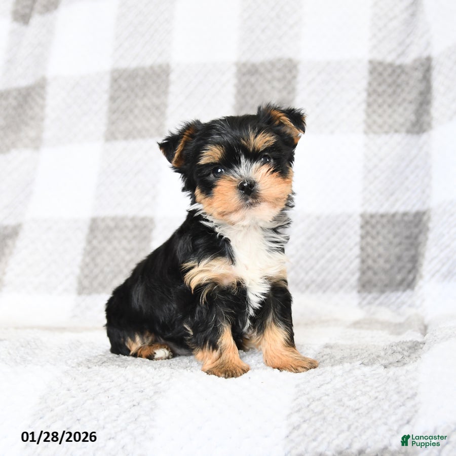 Yorkshire Terrier dogs for sale: Buddy - Ad 3