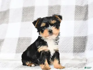 Yorkshire Terrier dogs for sale: Buddy - Ad 3