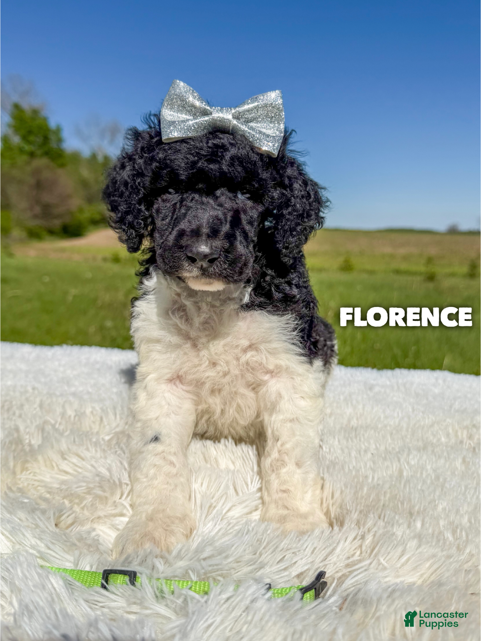 Standard Poodle dogs Florence - AKC - Ad 12
