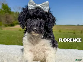 Standard Poodle dogs Florence - AKC - Ad 12