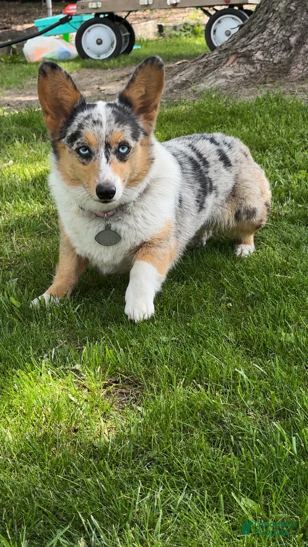 Mixed Breed dogs for sale: Doc - Ad 6