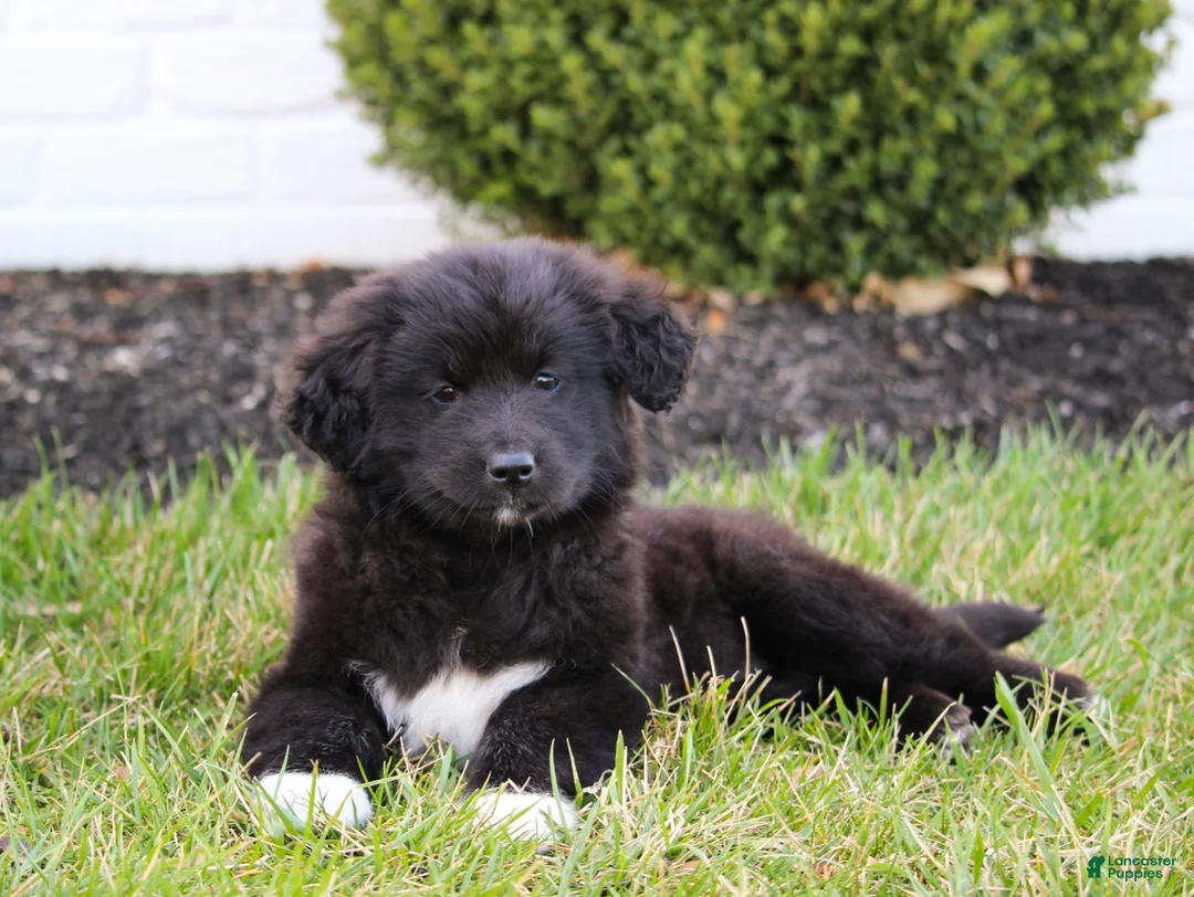 Mixed Breed dogs for sale: Layla - Ad 2