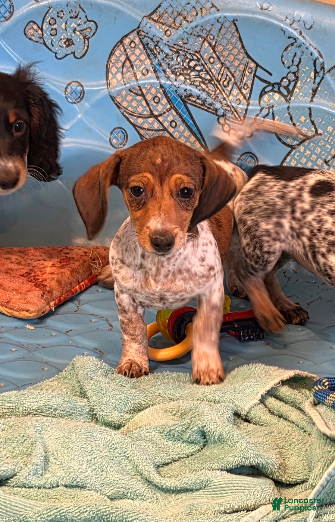 Miniature Dachshund dogs Nellie - Ad 1
