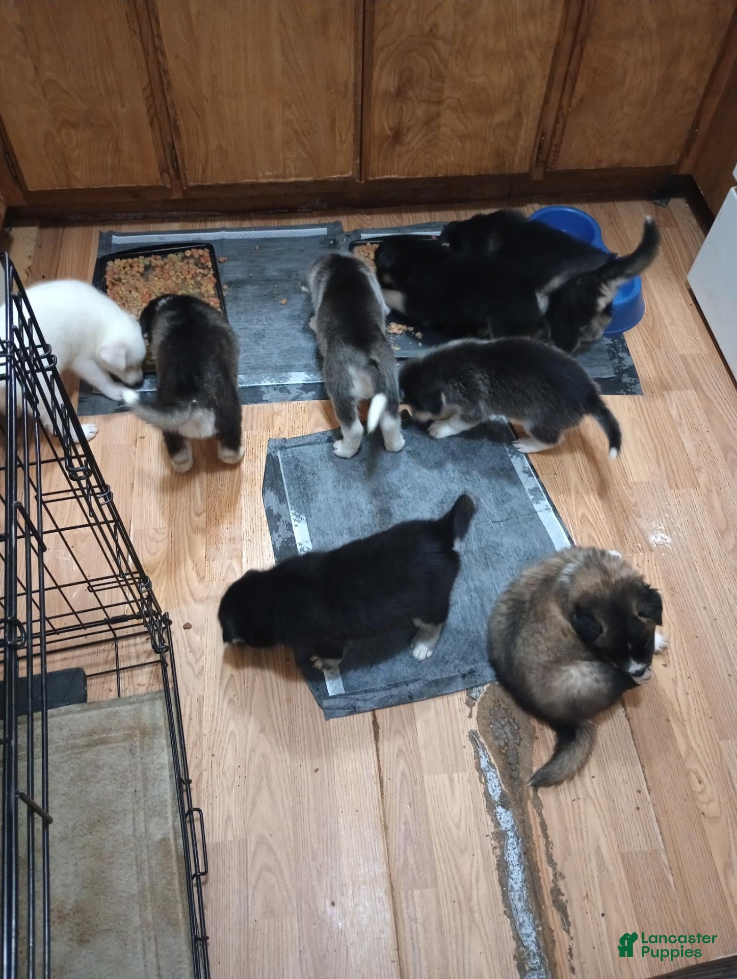 Mixed Breed dogs for sale: Mixed Breed 4 - Ad 4