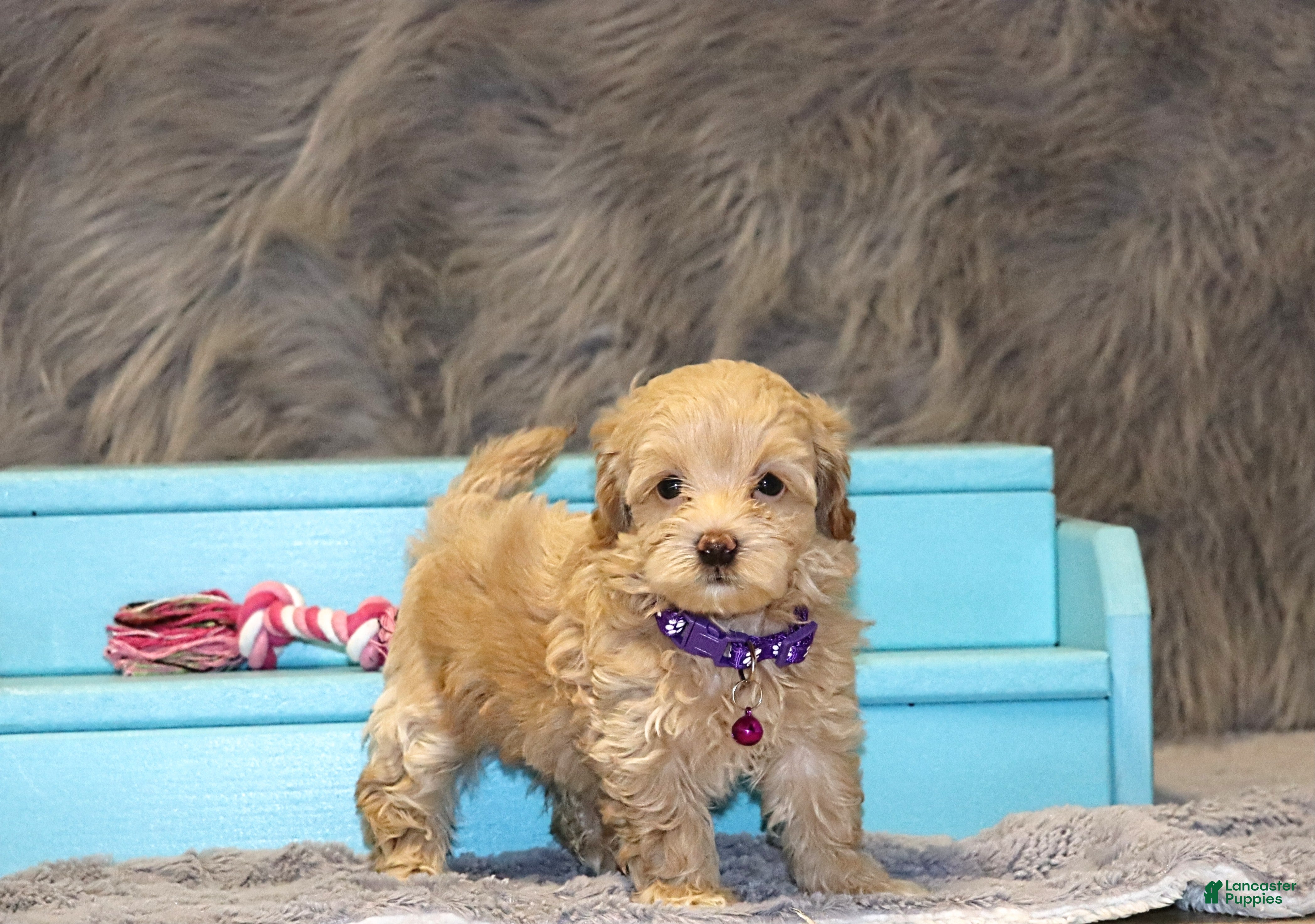 Havapoo dogs Angie👨‍👨‍👦‍👦💞🐕Miniature - Ad 1