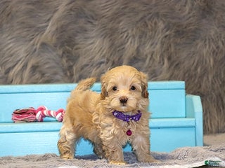 Havapoo dogs Angie👨👨👦👦💞🐕Miniature - Ad 3