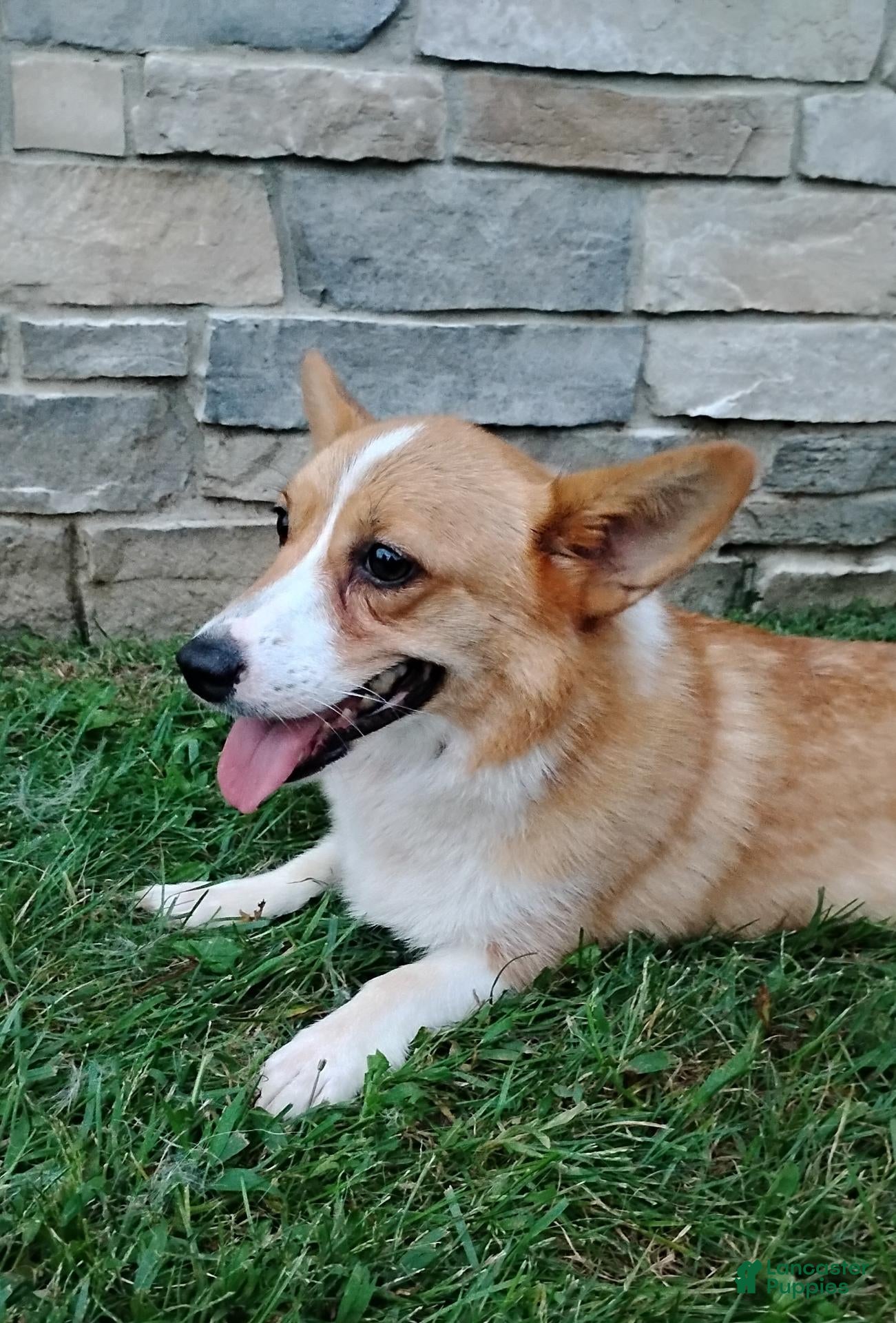 Welsh Corgi Pembroke dogs Welsh Corgi Pembroke 2 - Ad 2