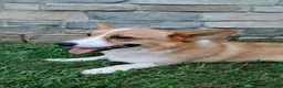 Welsh Corgi Pembroke dogs for sale: Welsh Corgi Pembroke 2 - Ad 2