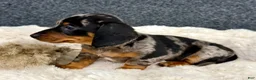 Miniature Dachshund dogs for sale: Miah - Ad 8