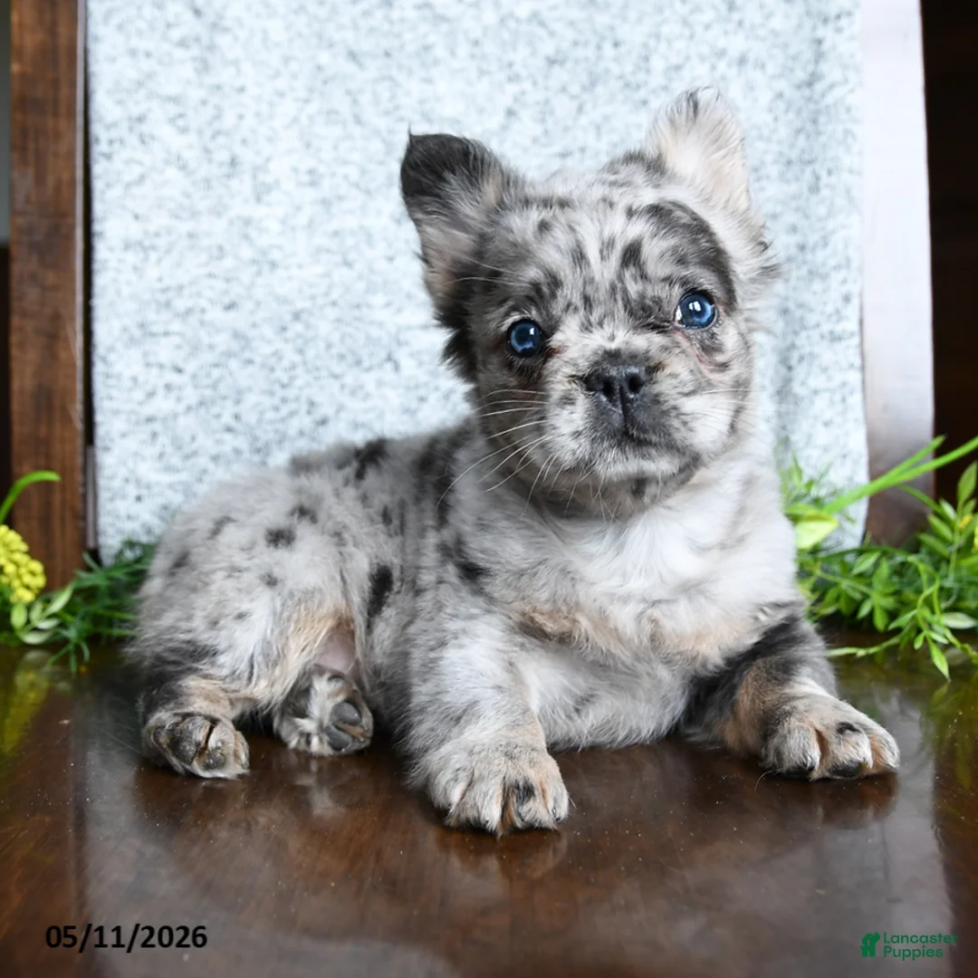 French Bulldog dogs for sale: Daisy - Ad 1