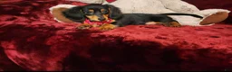 Miniature Dachshund dogs for sale: CINDER - Ad 4