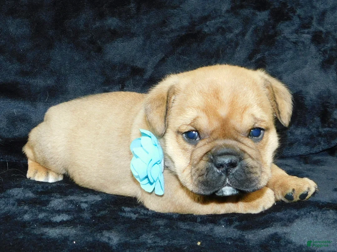 Mixed Breed dogs for sale: Teddy - Ad 11