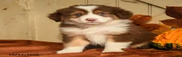 Australian Shepherd dogs for sale: Ember - Ad 5