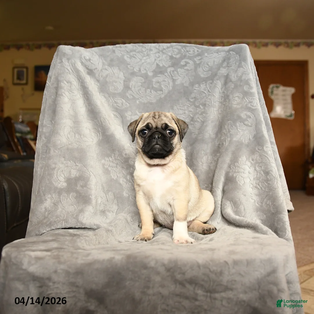 Pug dogs for sale: Whitefoot - Ad 3