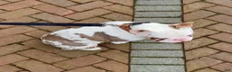 French Bulldog dogs for stud: Papa Koi - Ad 3