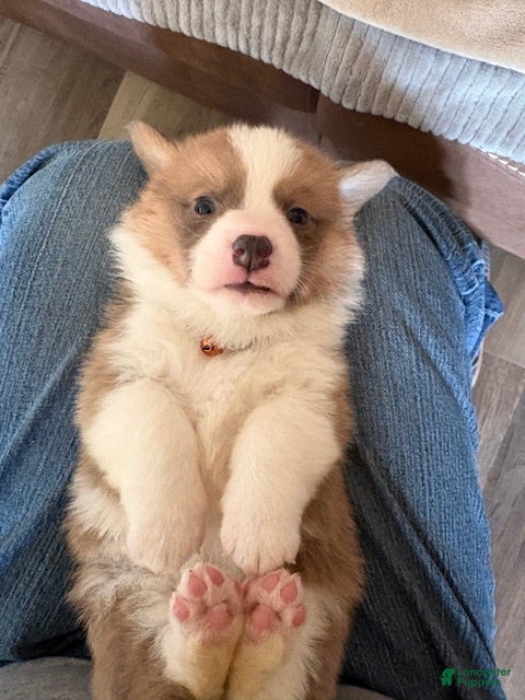 Welsh Corgi Pembroke dogs Welsh Corgi Pembroke Puppy 2 - Brown Collar Boy - Ad 2