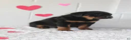 Rottweiler dogs for sale: Chloe - Ad 2