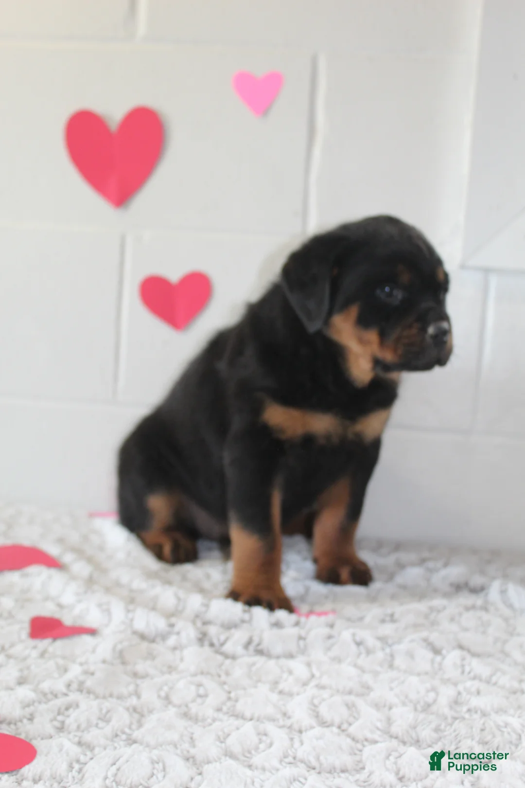 Rottweiler dogs for sale: Chloe - Ad 2