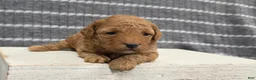 Miniature Poodle dogs for sale: Willow - Ad 6