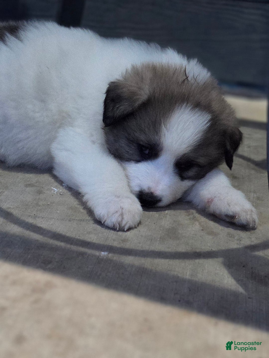 Great Pyrenees dogs for sale: Spot - Ad 16