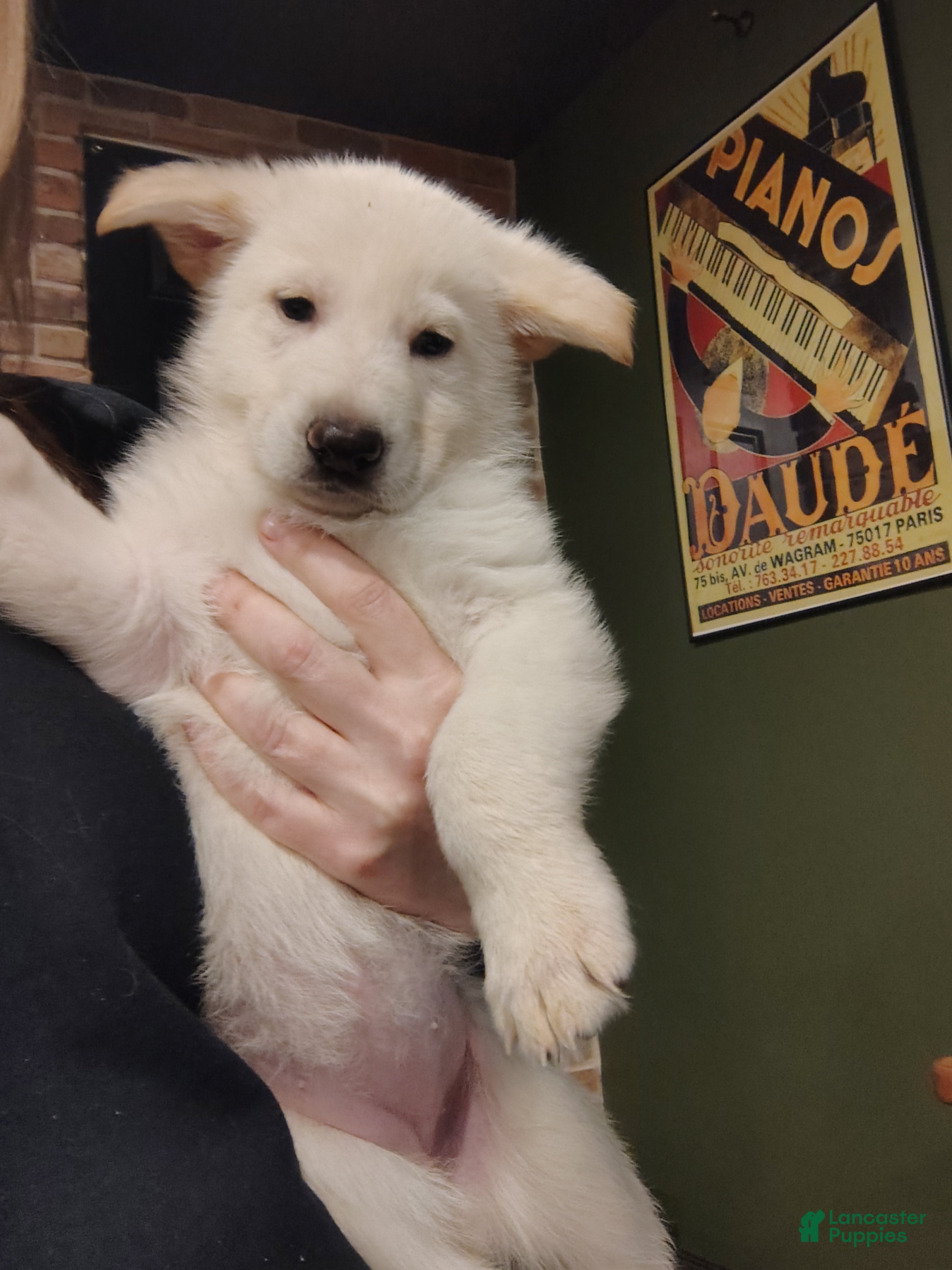 German Shepherd dogs Elsa - Ad 1