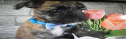 Mixed Breed dogs for sale: Mixed Breed 2 - Ad 3