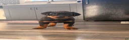 Rottweiler dogs for sale: Brutus  - Ad 2