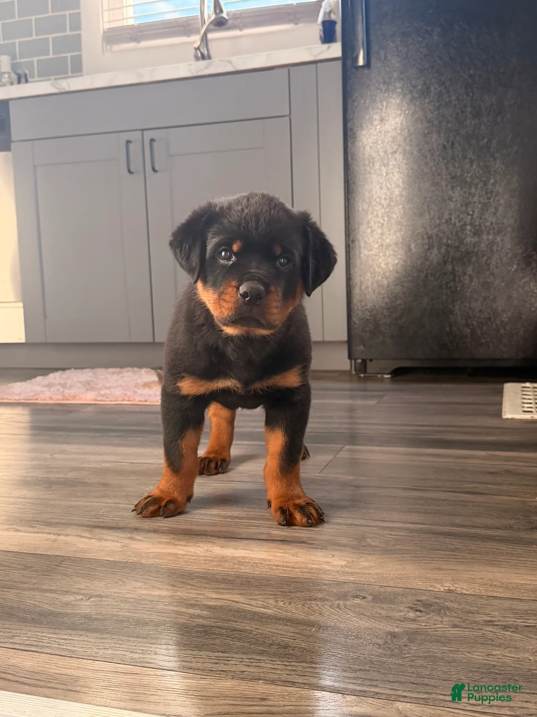 Rottweiler dogs for sale: Brutus  - Ad 2