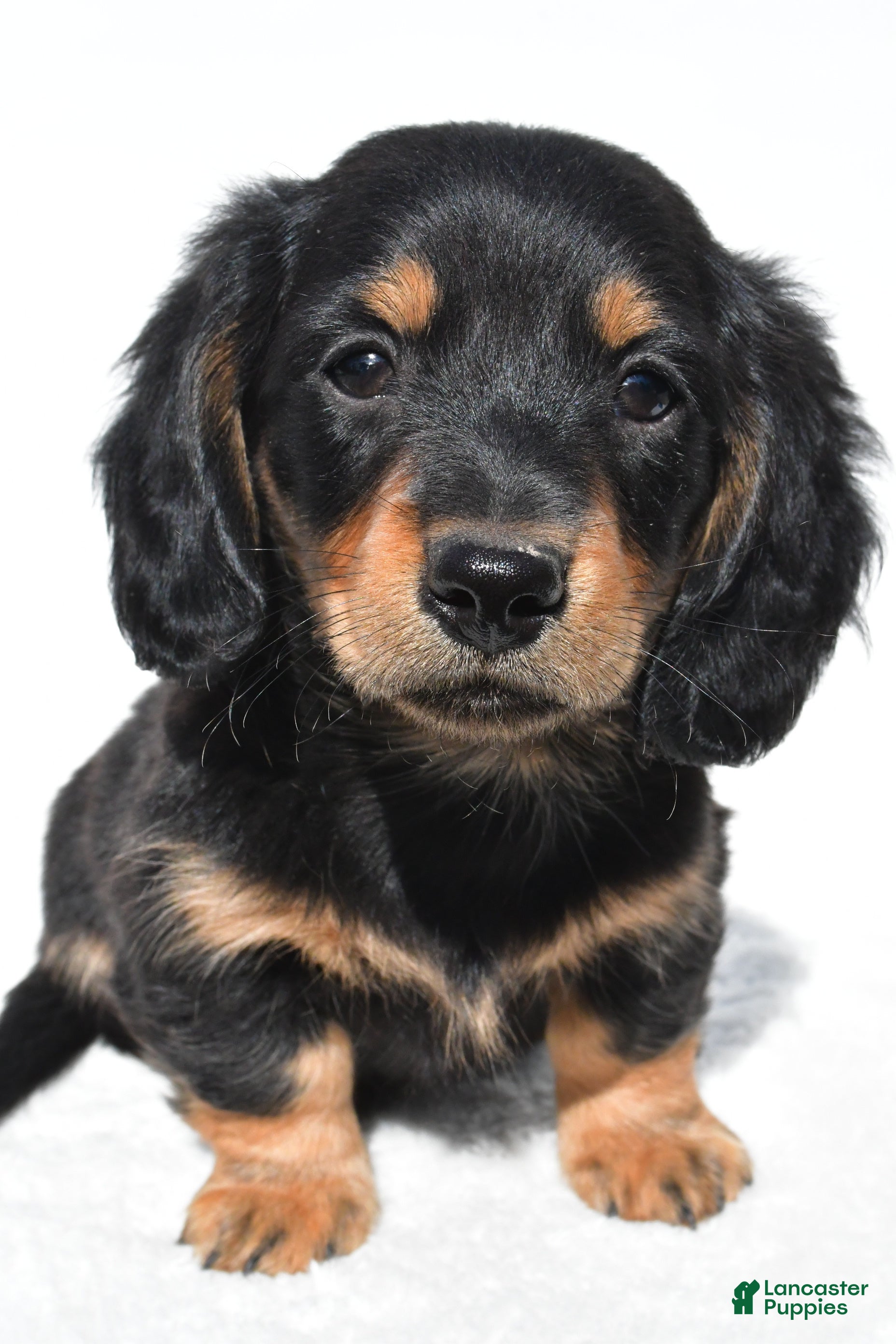 Miniature Dachshund dogs for sale: Alex - Ad 5