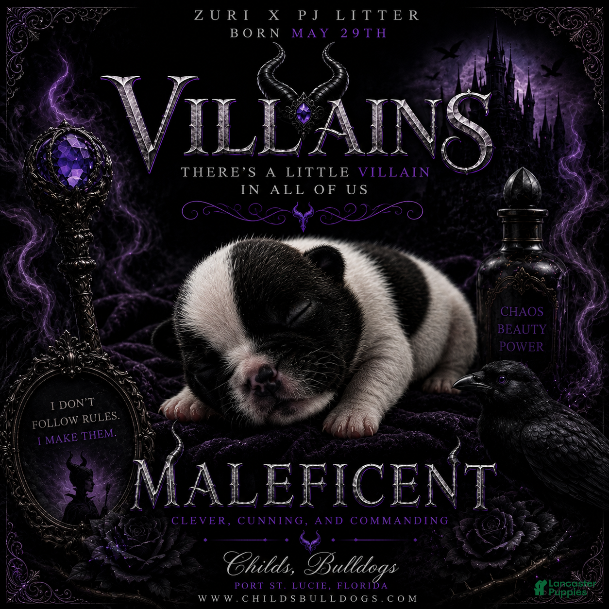 French Bulldog dogs Mal  - Ad 42