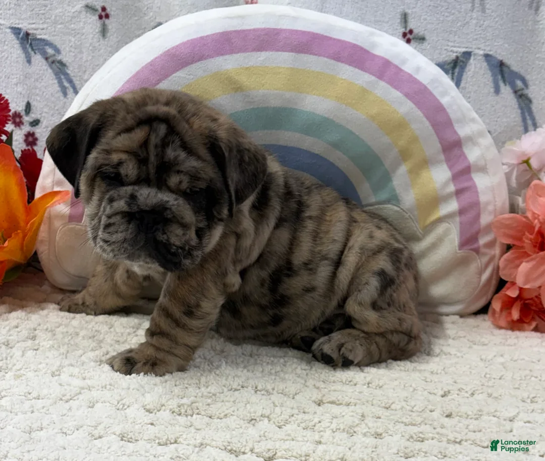 English Bulldog dogs for sale: Zippie - Ad 1