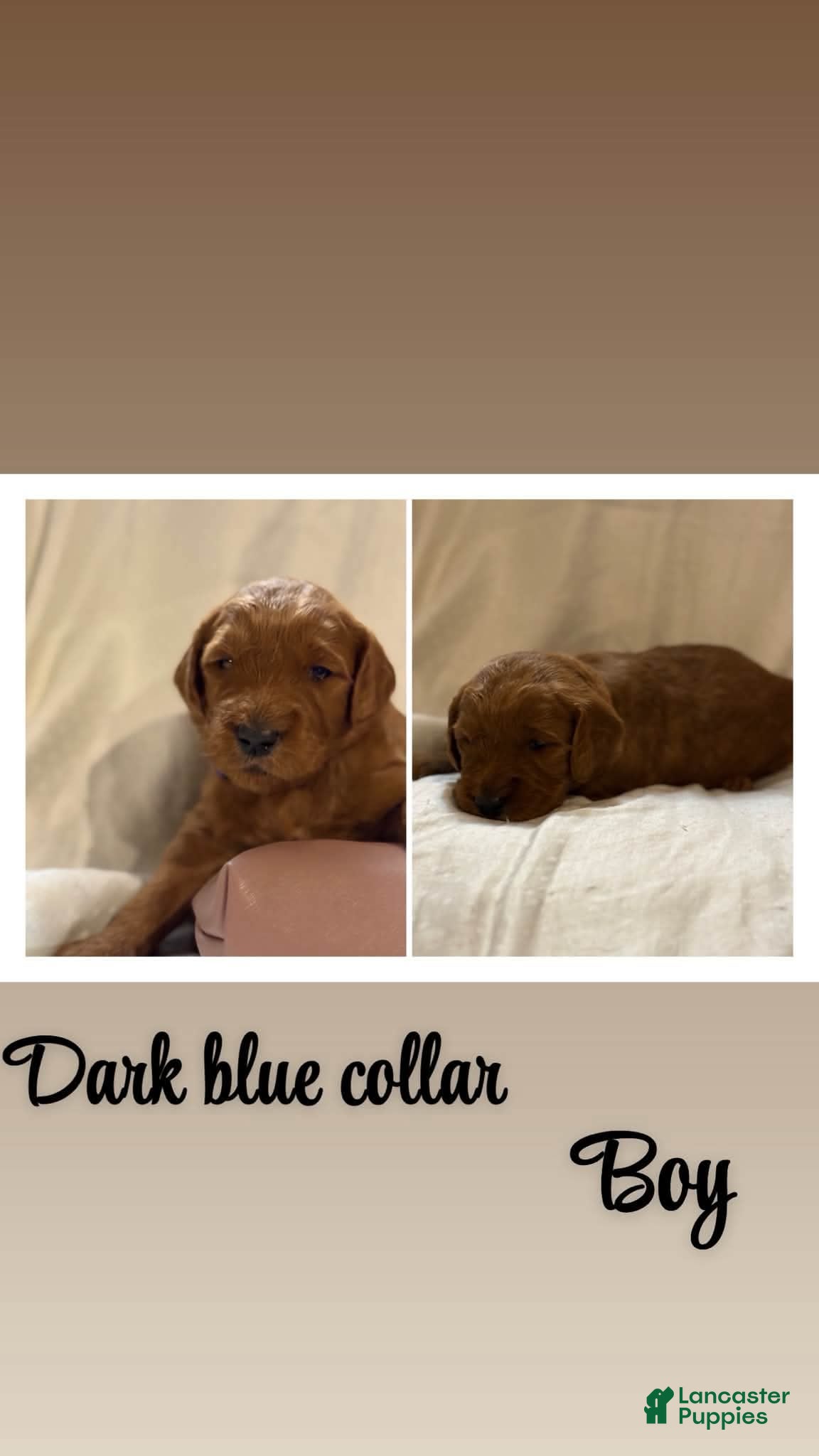 Goldendoodle dogs for sale: Goldendoodle 4 - Ad 1