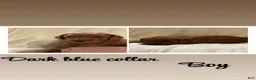 Goldendoodle dogs for sale: Goldendoodle 4 - Ad 1