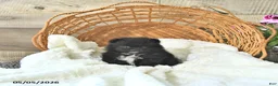Pomeranian dogs for sale: Amy - Ad 1