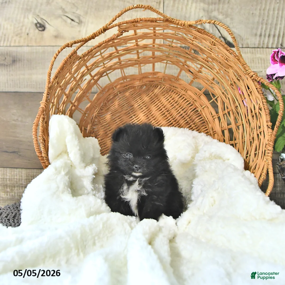 Pomeranian dogs for sale: Amy - Ad 1