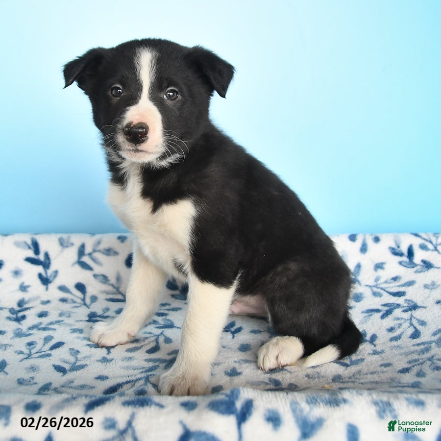 Border Collie dogs Dash - Ad 2