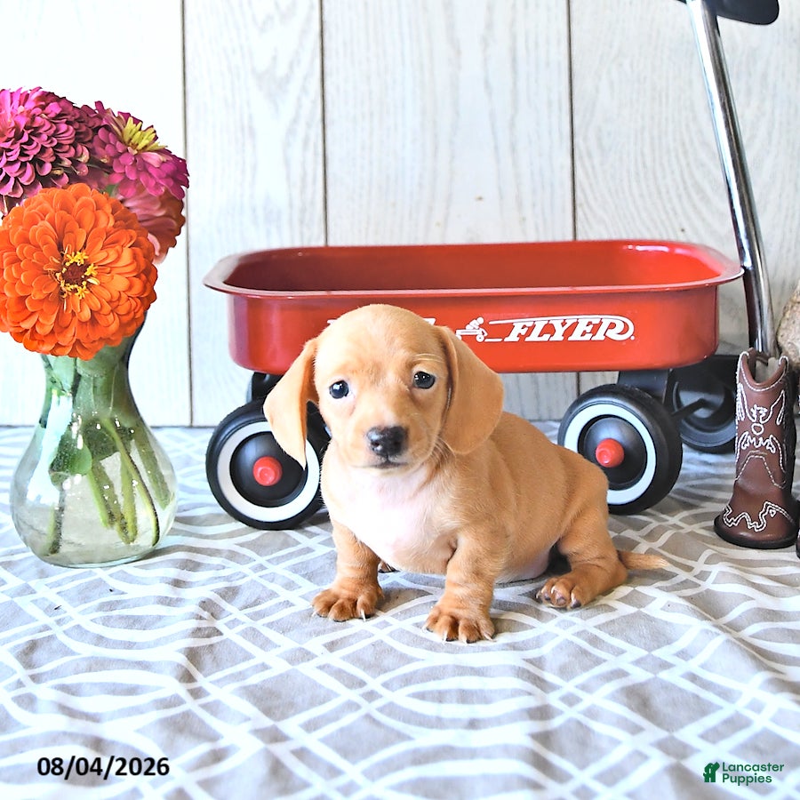 Miniature Dachshund dogs Renae - Ad 1