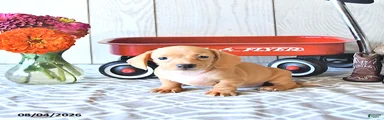 Renae