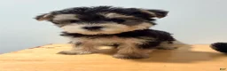 Morkie dogs for sale: Morkie 1 - Ad 3