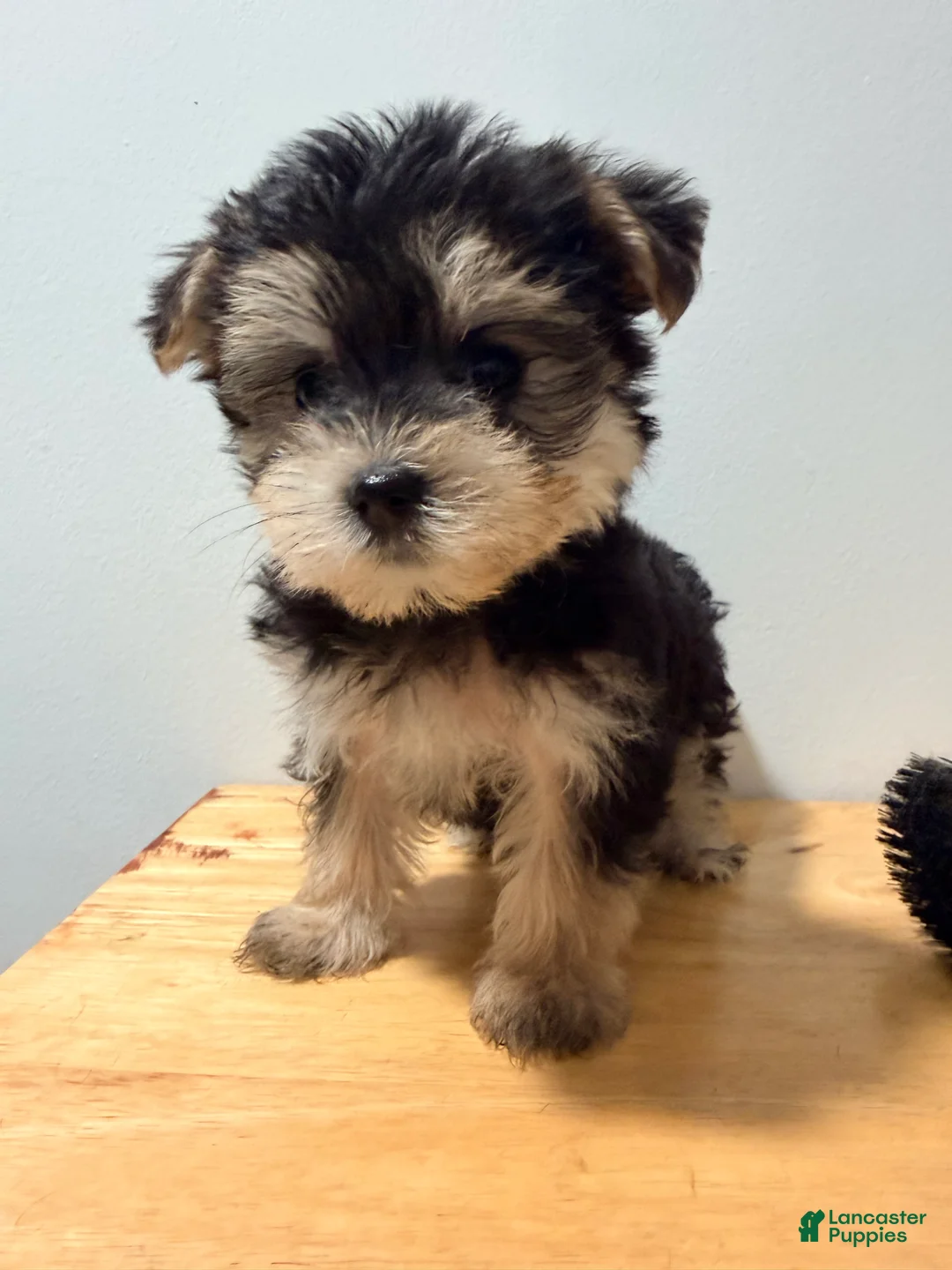 Morkie dogs for sale: Morkie 1 - Ad 3