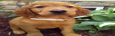 Tillie