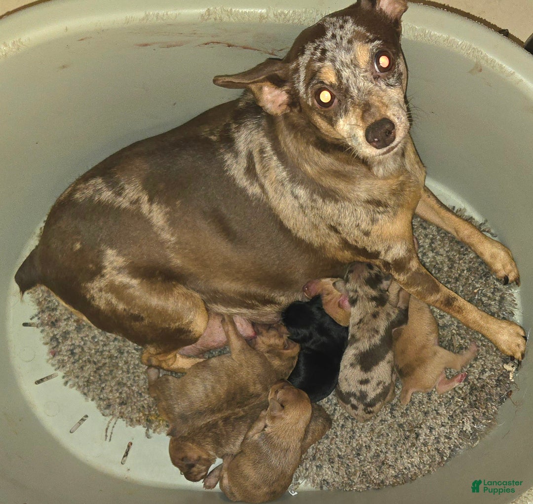 Miniature Pinscher dogs for sale: Diane stag chocolate brindle  - Ad 11