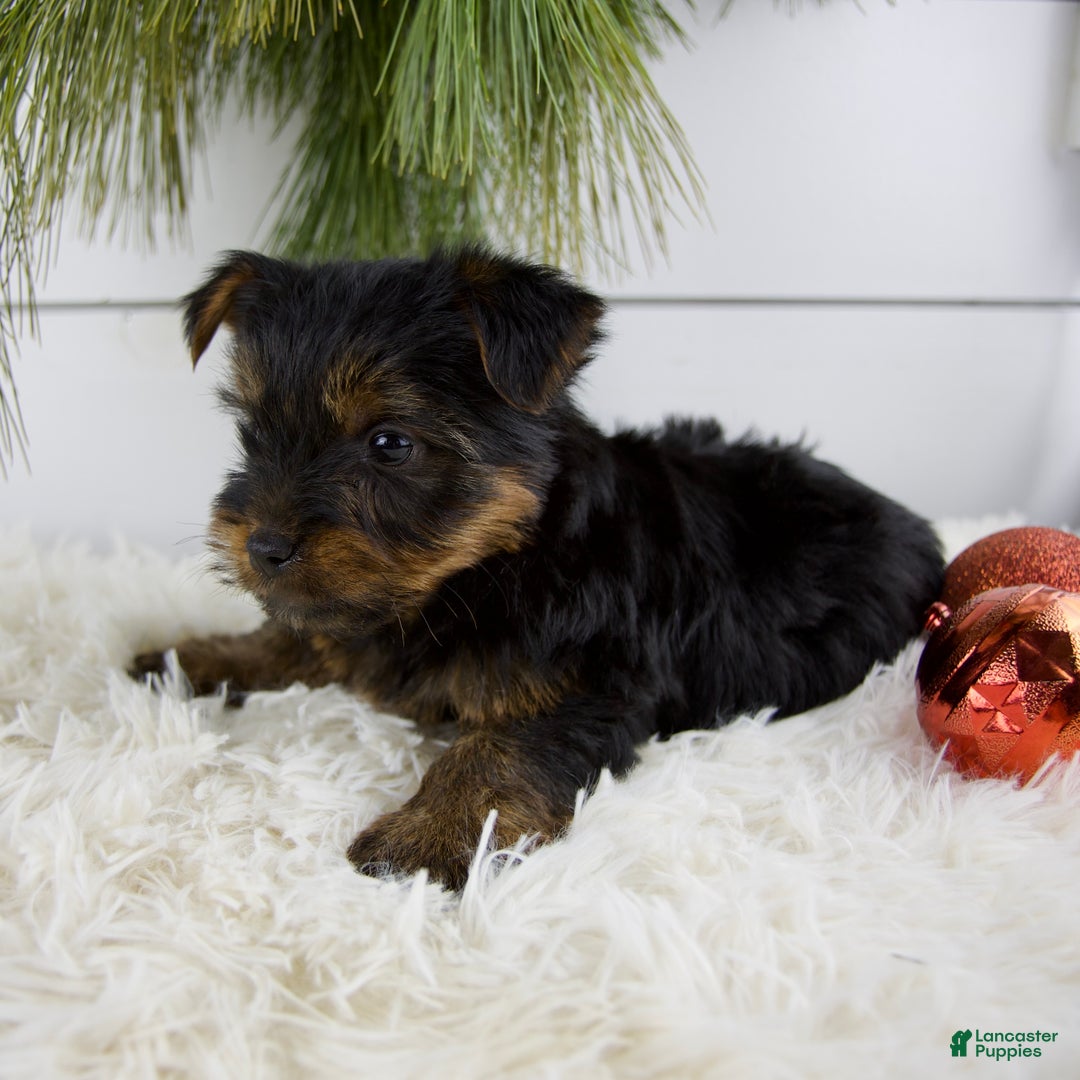 Yorkshire Terrier dogs for sale: Cody - Ad 6