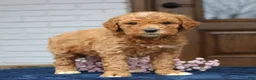 Mini Goldendoodle dogs for sale: Emma  - Ad 2