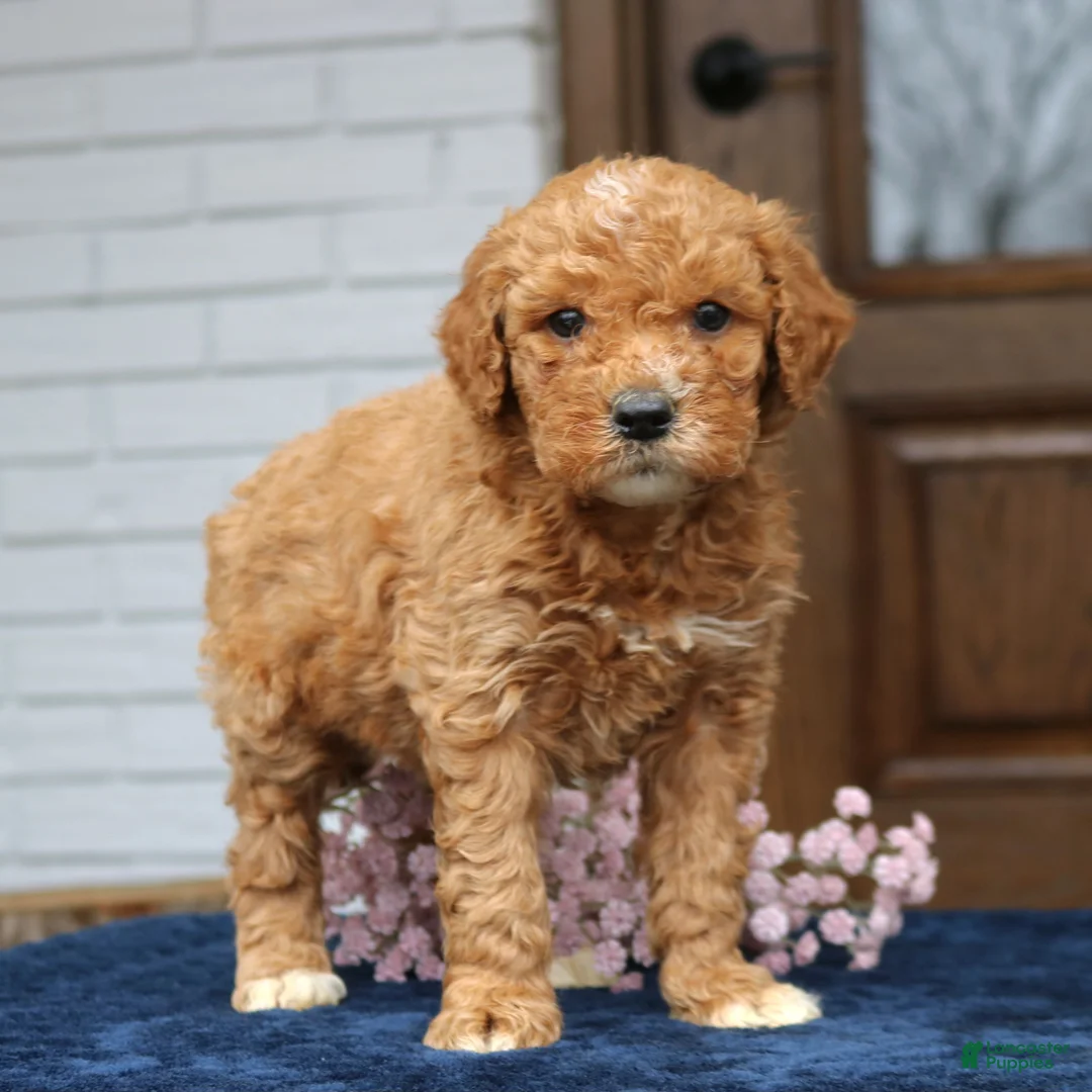 Mini Goldendoodle dogs for sale: Emma  - Ad 2