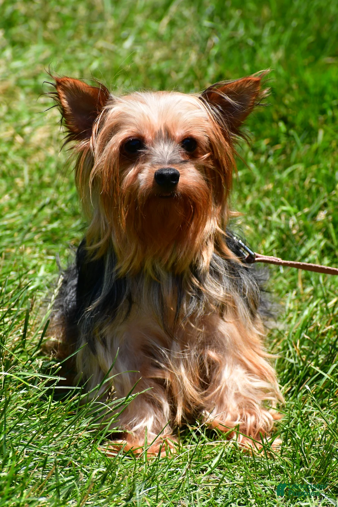 Yorkshire Terrier dogs for sale: Macey - Ad 11