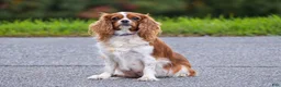 Cavalier King Charles Spaniel dogs for sale: Roman - Ad 6