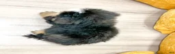 Bernese Mountain Dog dogs for sale: King - Ad 5