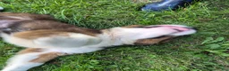 Mixed Breed dogs for sale: Mr Blue 💙 - Ad 4